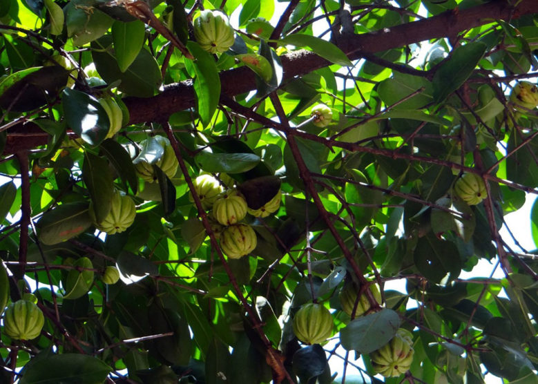 Comment cultiver cambogia garcinia