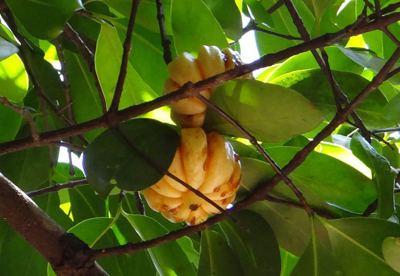 cambogia-coupe-faim