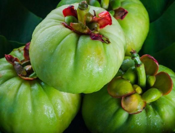 garcinia cambogia bio