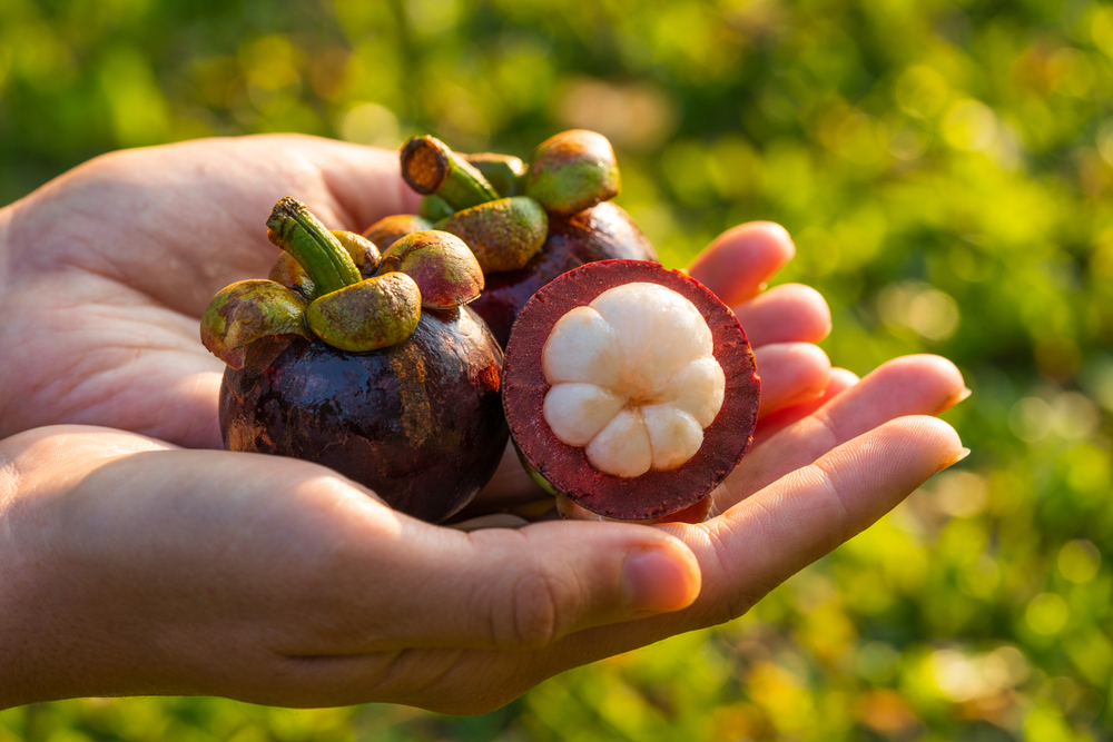 manger Garcinia Cambogia